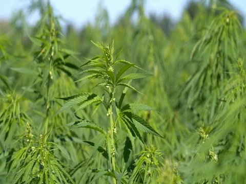 Field with legal hemp being produced in the public space, Netherlands Stock Footage