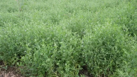Field of lentil plants Stock Footage 332566291