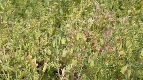 A field of lentil plants Stock Footage 332571370
