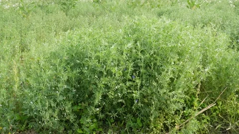Field of lentil plants 스톡 동영상 332587215