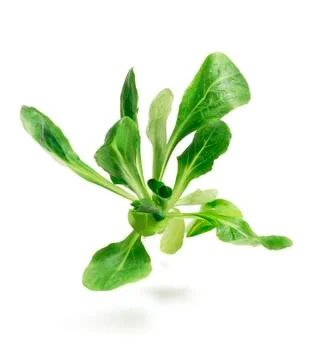 Field lettuce. Stock Photos