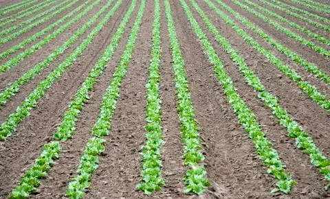 Field of Lettuce Stock Photos