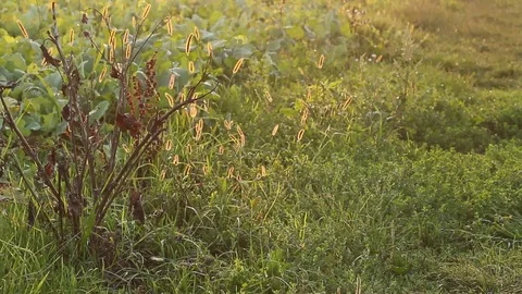 Field with light sun Stock Footage 95842409