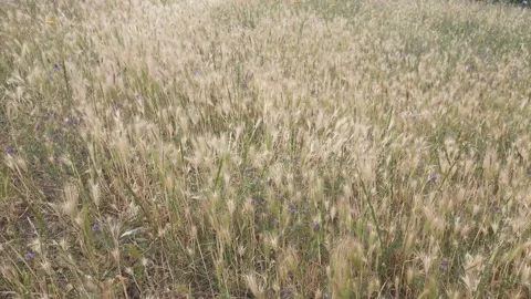 Field with light yellow stems glowing in the sun, spikelets, general plan 動画素材 196297206