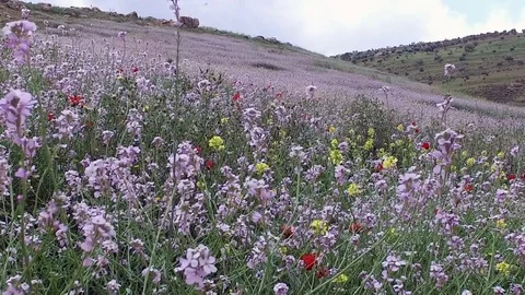 Field with lilac flowers. Stock Footage 77004189