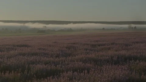 Field of lilac flowers Stock Footage 94803405