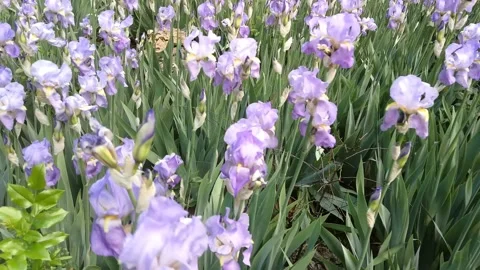 Field of lilac irises. Stock Footage 235735946