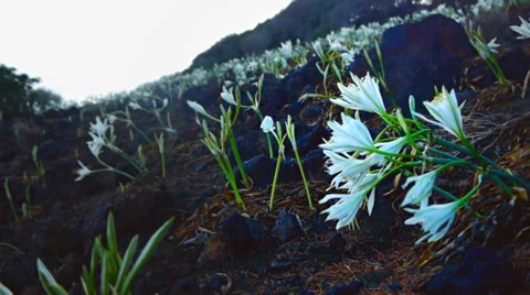 Field of lilies in wind, mountain area, volcanic Video stock 32182071
