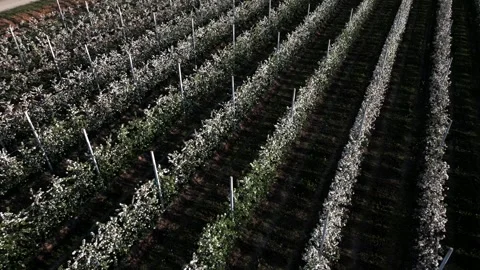 Field line of apple trees in flowering. Spring time. Panning 4K Stock Footage 334932791