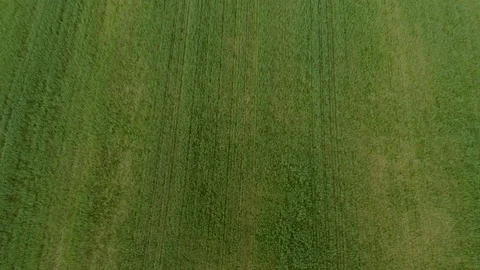 Field Lines Stock Footage 90199089