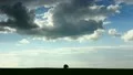 The field, lonely tree, clouds time lapse HD Footage