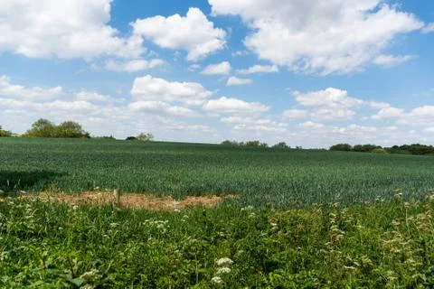 Field of long grass Stock Photos