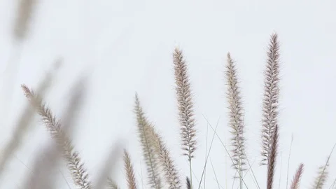 Field Of Long Grass Sway on background white. Stock-Footage 101692591