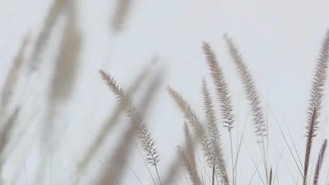 Field Of Long Grass Sway on background white. Stock-Footage 101696106