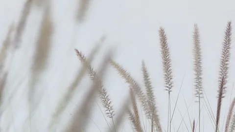 Field Of Long Grass Sway on background white. Stock Footage 101696161