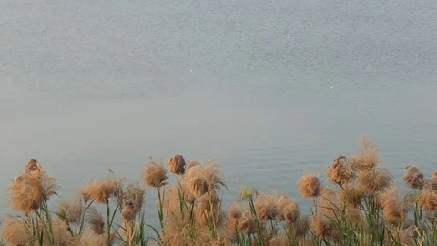 Field Of Long Grass Sway on background river. Stock Footage 104080068