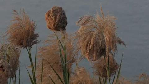 Field Of Long Grass Sway on background river. Stock-Footage 104080178