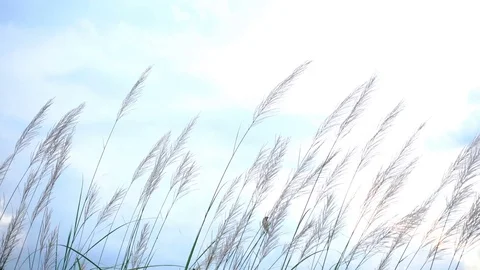 Field of long grass sway in the breeze with cloudy in evening Stock Footage