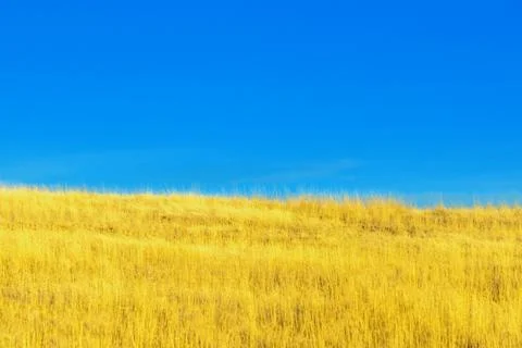 A field that looks like the Ukraine flag Stock Photos