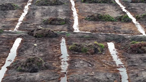 A field with a lot of tree debries, mud and water Stock-Footage 325844223
