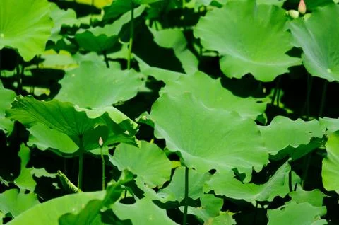Field of lotus leaf Stock Photos