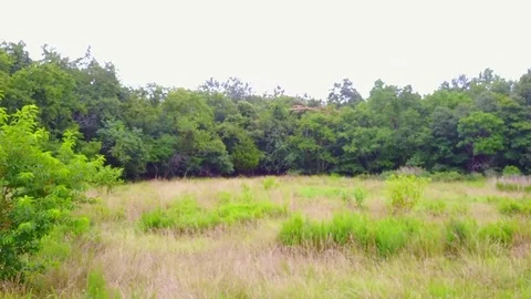 Field Low Flyover Stock Footage 77706212