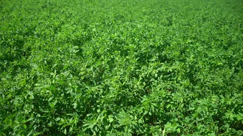 Field of lucerne waving due to wind Stock Footage 232674783