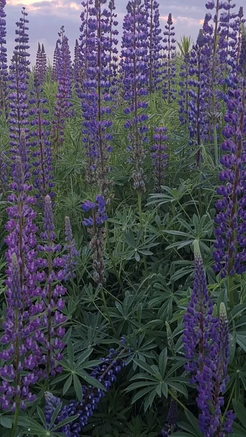 Field of lupine flowers Video stock 310936730