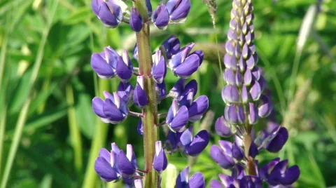Field of lupines Stock Footage 449313