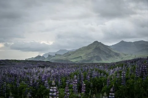 Field of Lupins Iceland Stock Photos