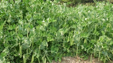 Field of lush pea plants 스톡 동영상 332587276