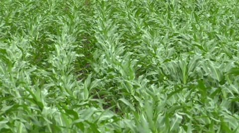 Field mais texture 01 Video stock 8651179