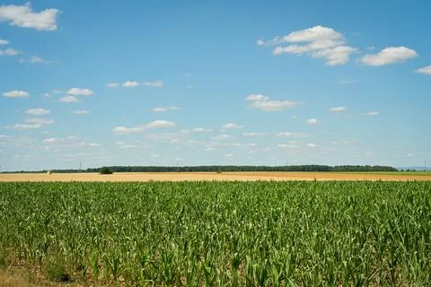 Field of maize against under a large blue sky Stock Photos