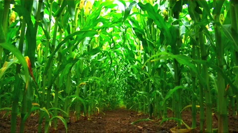 A field of maize Stock Footage 151985
