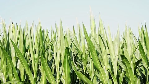 Field of maize Stock Footage 116161805