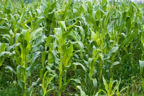 Field of maize Stock Photos