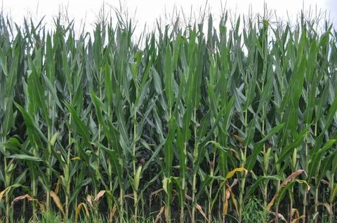 Field of maize Stock Photos