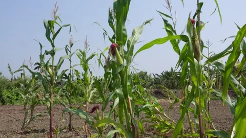 Field of maize plants Video stock 333989115
