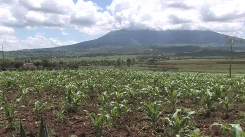 Field of Maize in Tanzania Stock Footage 728996