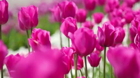 Field with many pink tulips in spring Stock Footage 24693190