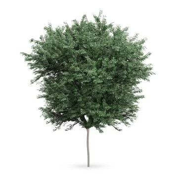 Field maple (Acer campestre) 3D Model