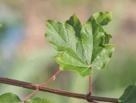 Field Maple Leaf Close Up on Sunlit Branch Acer campestre Stock Photos