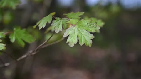 Field maple leaves in strong wind Stock Footage 161453951
