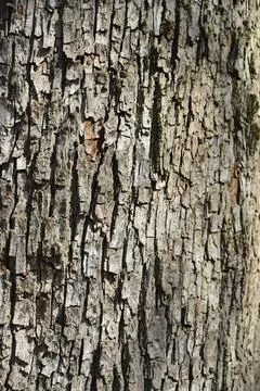 Field maple Stock Photos