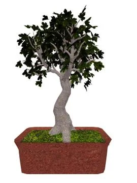 Field maple tree bonsai - 3D render Stock Illustration