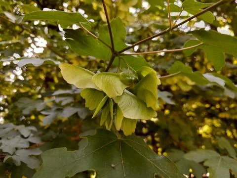 Field Maple tree green flowers Stockfoto's