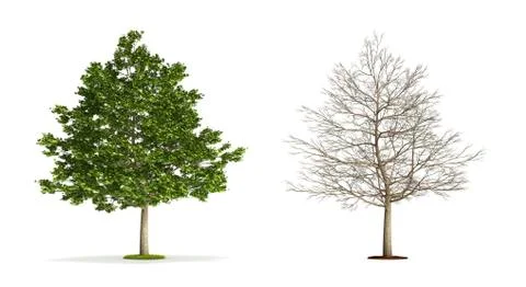 Field maple tree. Stock Illustration