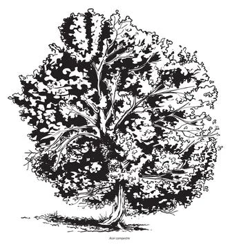 Field Maple Tree Stock Illustration