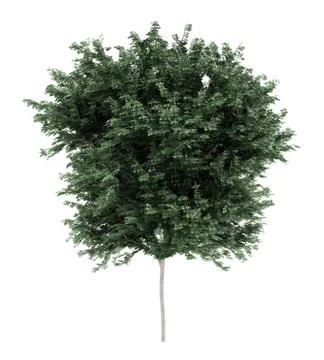 Field maple tree isolated on white background. 3d illustration Stock Illustration