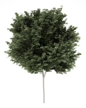 Field maple tree isolated on white background. 3d illustration Illustrazione stock